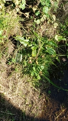 Zantedeschia aethiopica