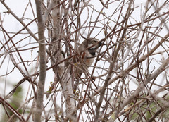 Calicalicus rufocarpalis