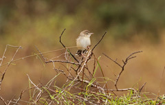 Cisticola cherina