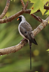 Oena capensis aliena