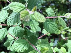 Adela septentrionella