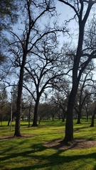Quercus lobata