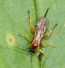 Theronia