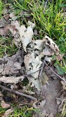 Quercus lobata