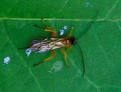 Theronia
