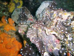 Leptoclinides imperfectus