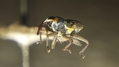 Zygopini