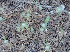 Trifolium angustifolium