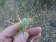 Trifolium angustifolium