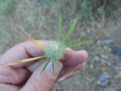 Trifolium angustifolium