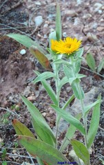 Pentanema helenioides
