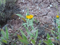 Pentanema helenioides