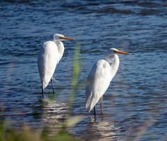 Ardea alba