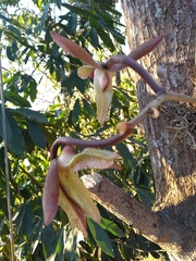 Catasetum laminatum