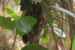 Otus rutilus rutilus