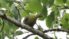 Treron australis