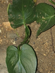 Zantedeschia aethiopica