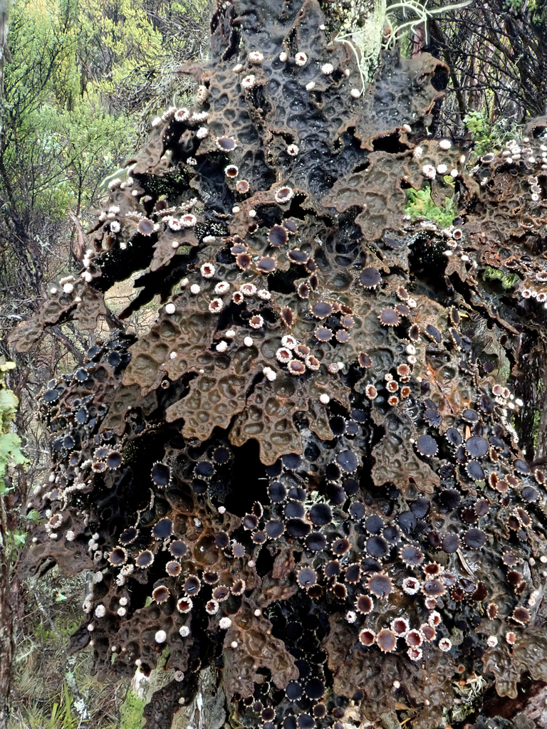 Pseudocyphellaria crassa