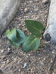 Zantedeschia aethiopica