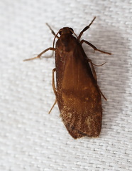 Lambula obliquilinea