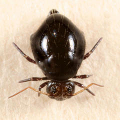 Allacma purpurescens