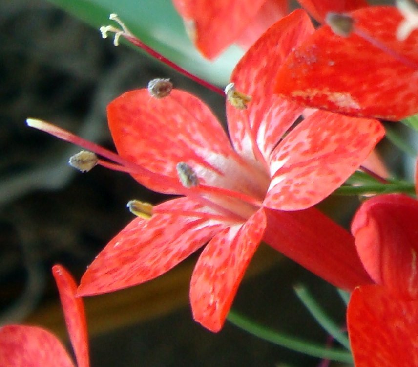 Ipomopsis