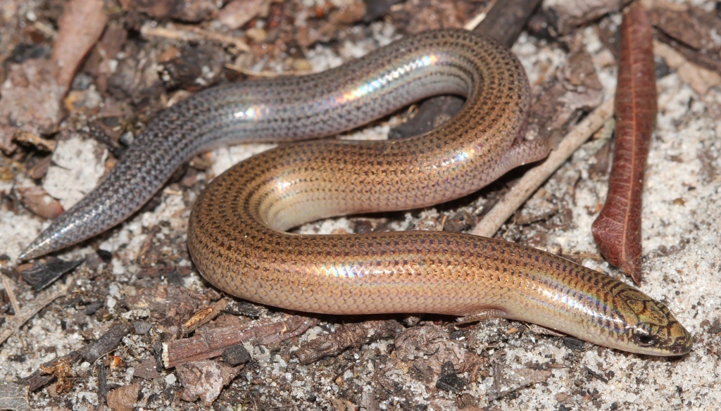Sepsina