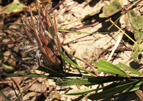 Protea poggei subsp. haemantha image