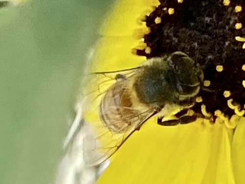 iNaturalist observation photo of Western Honey Bee
