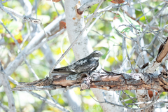 Chordeiles gundlachii