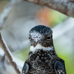 Chordeiles gundlachii