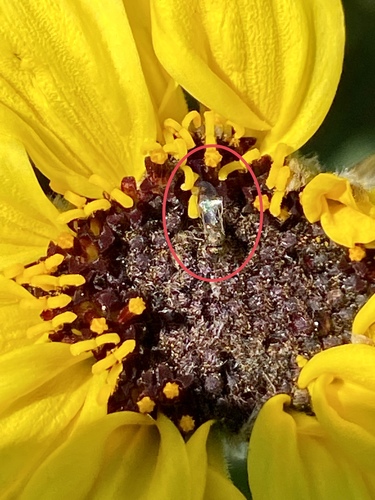 iNaturalist observation photo of Chalcidoid Wasps