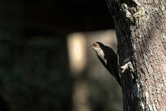 Red-Browed Treecreeper photo 4