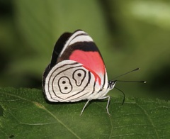 Diaethria euclides