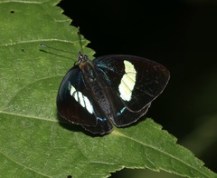 Diaethria euclides