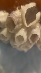 Amphibalanus venustus