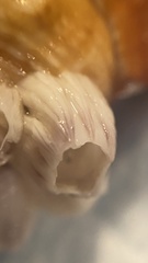 Amphibalanus venustus