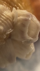 Amphibalanus venustus