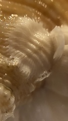 Amphibalanus venustus