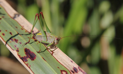 Enthephippion borellii