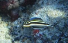 Plagiotremus goslinei