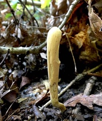 Clavariadelphus americanus