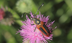 Basiptera castaneipennis