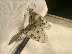 Parnassius apollonius