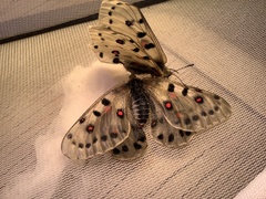 Parnassius apollonius