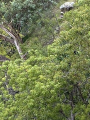 Brachychiton populneus