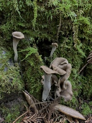 Craterellus calicornucopioides