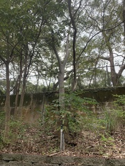 Sapindus mukorossi