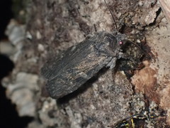 Lithophane laticinerea