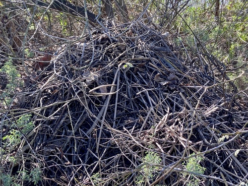 iNaturalist observation photo of Woodrats